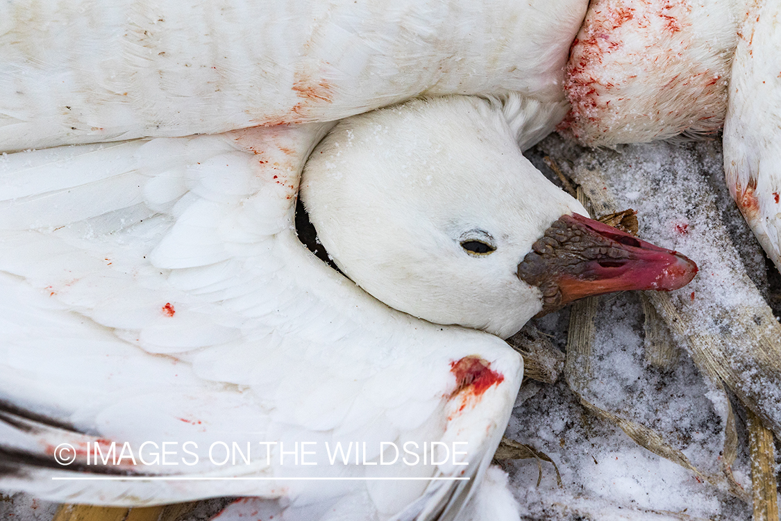 Bagged snow geese.