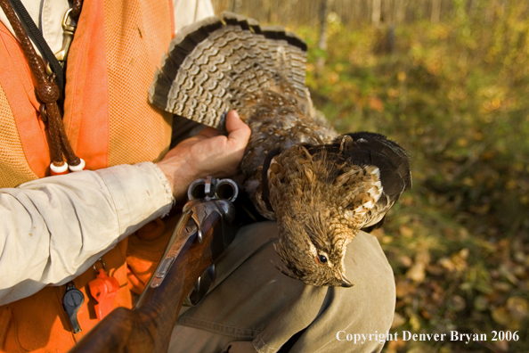 Upland bird hunter with bagged grouse