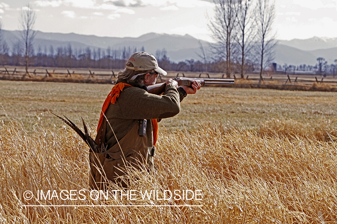 Pheasant hunter shooting at flushed game. 