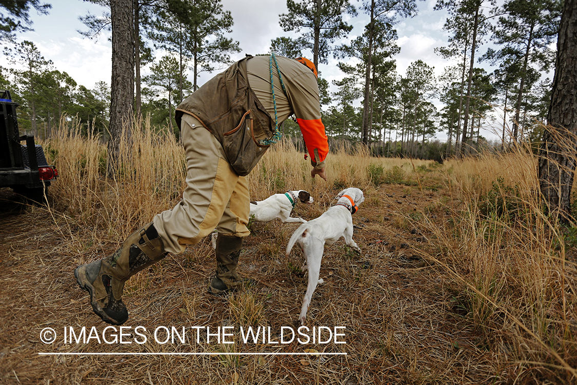 Bobwhite quail hunter in field with english pointers.