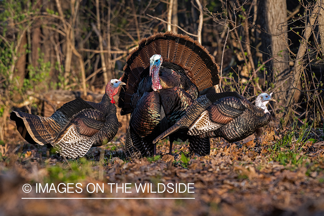 Turkey with decoy.