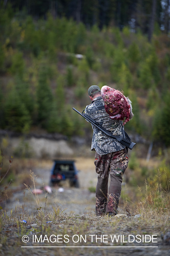 Hunter packing out big game meat.