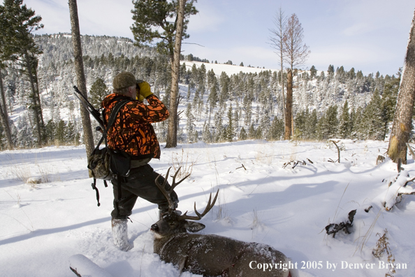 Mule deer hunter glasses woods with downed buck resting on leg.