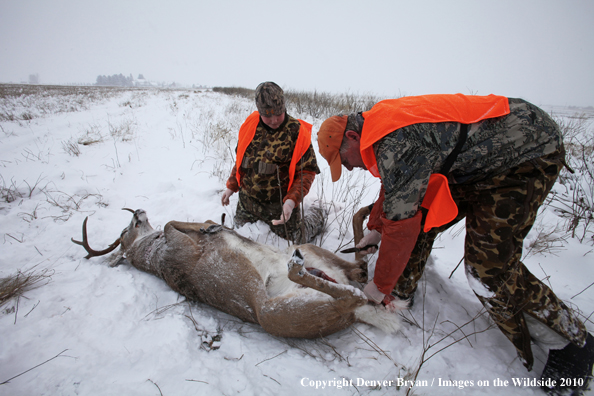 Father and son field dressing out son's white-tail buck 