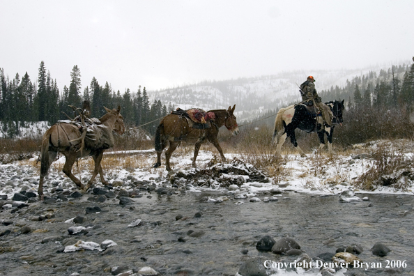 Elk hunter with bagged elk on mule packstring.  