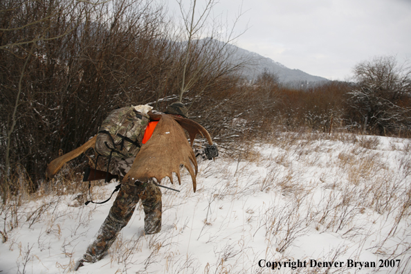 Moose hunter in field