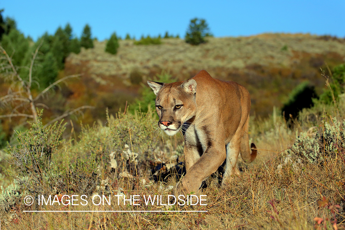 Mountain Lion in habitat.