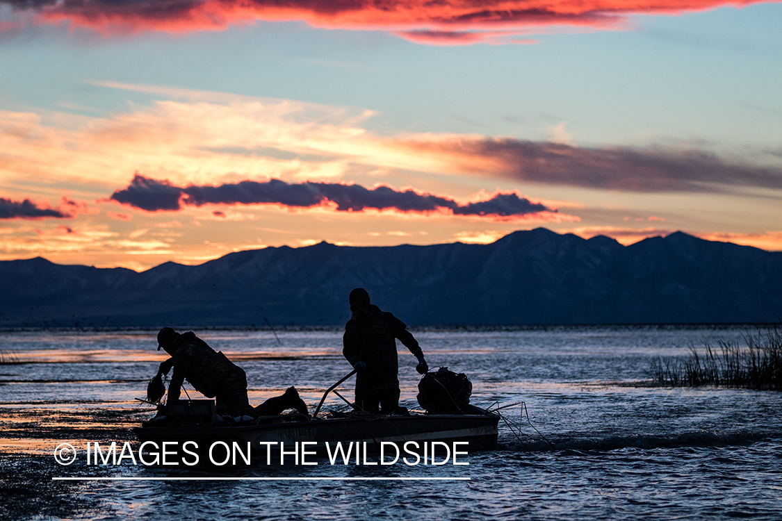 Hunting Tundra Swans and Ducks in Bear River region in Utah.