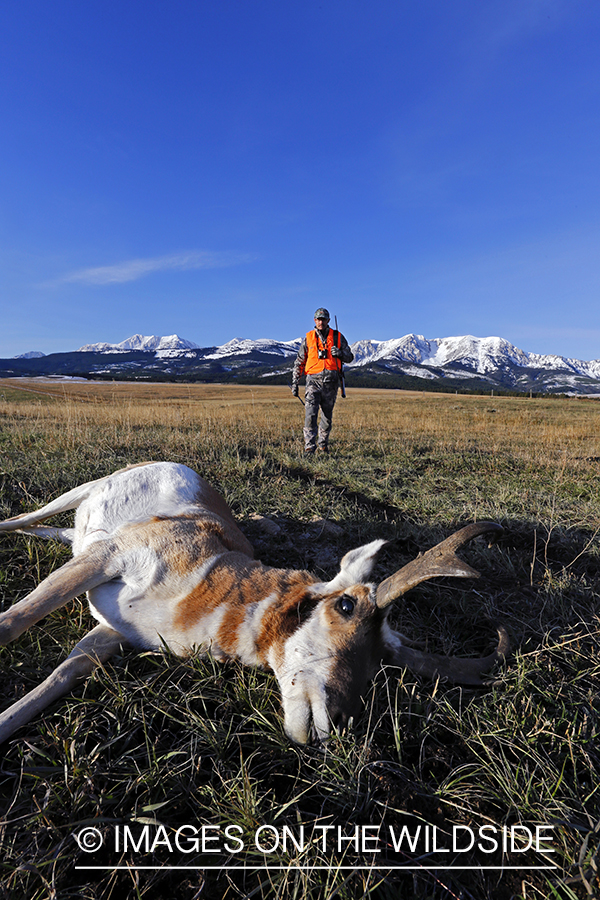 Pronghorn Antelope hunter approaching downed antelope buck. 