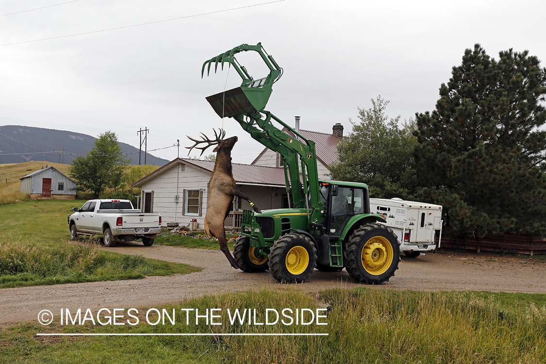 Bagged bull elk suspended from tractor. 