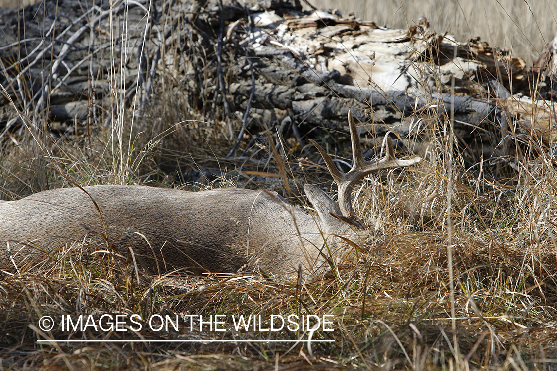 Bagged/downed white-tailed buck in field.