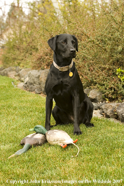 Black Labrador Retriever