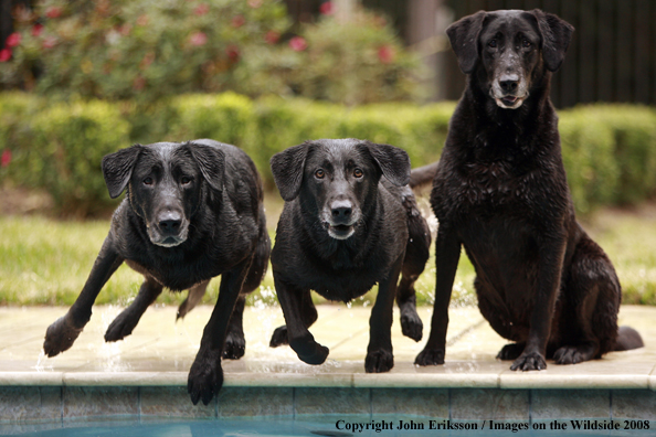 Black Labrador Retrievers in field