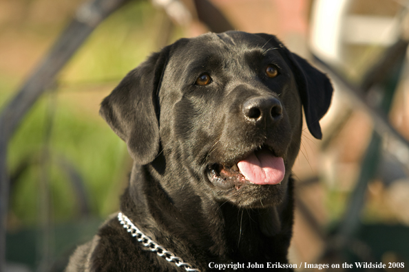 Black Labrador Retriever 