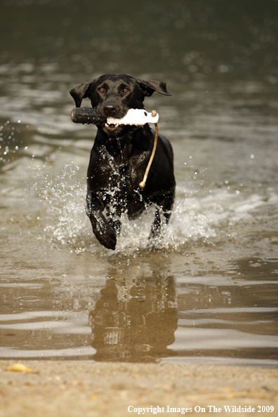 Black Labrador Retriever