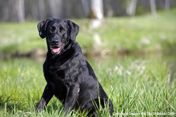 Black Labrador Retriever in field