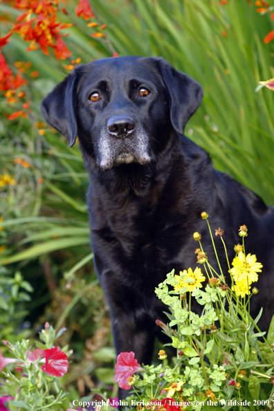 Black Labrador Retriever