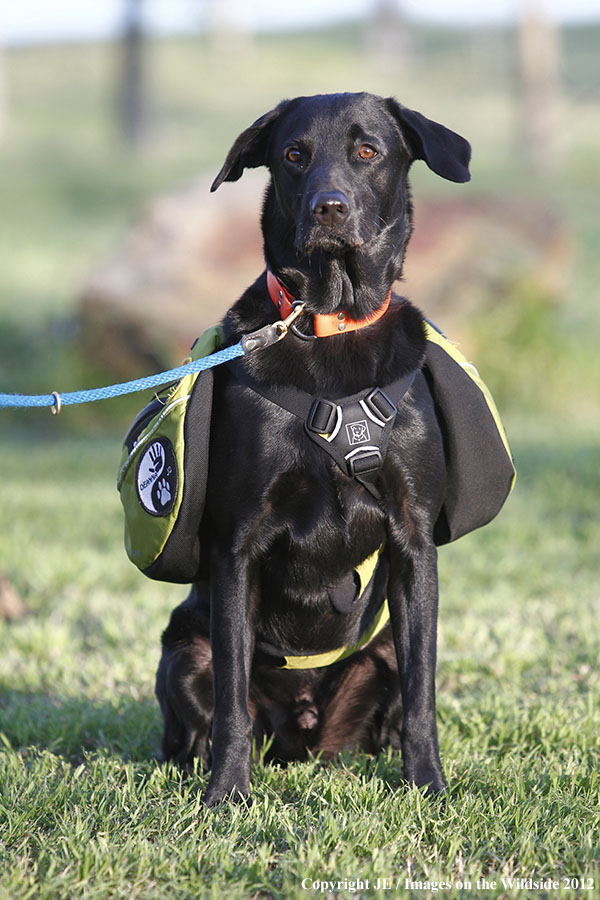 Black Labrador Retriver with Pack