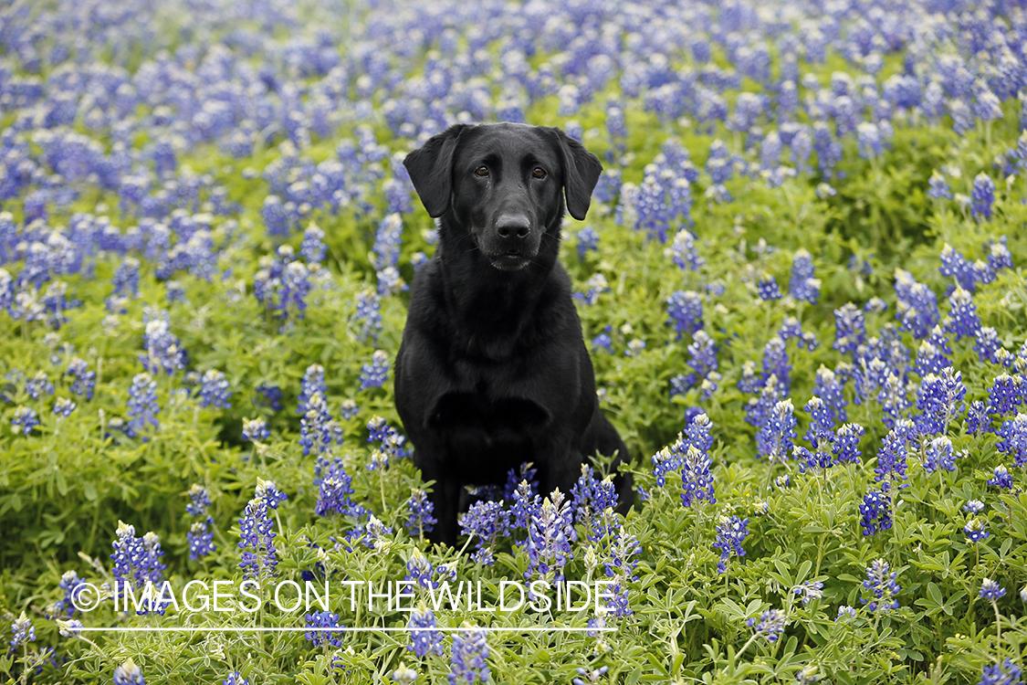 Black Labrador Retriever in field of wildflowers.