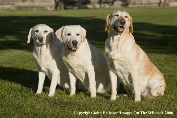 Yellow Labrador Retrievers.