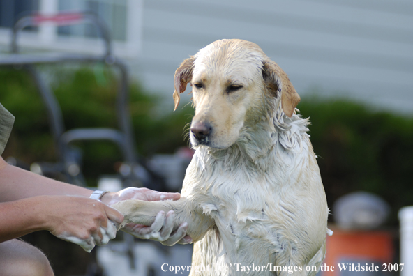 Yellow Labrador Retriever