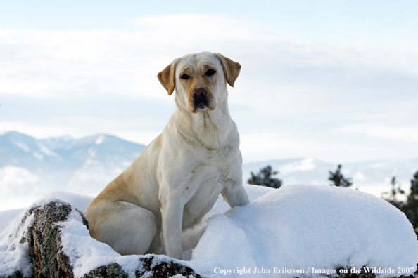 Yellow Labrador Retriever in field