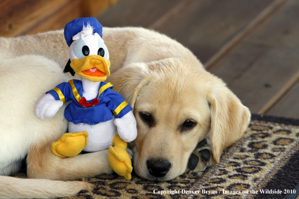 Yellow Labrador Retriever Puppy with toy