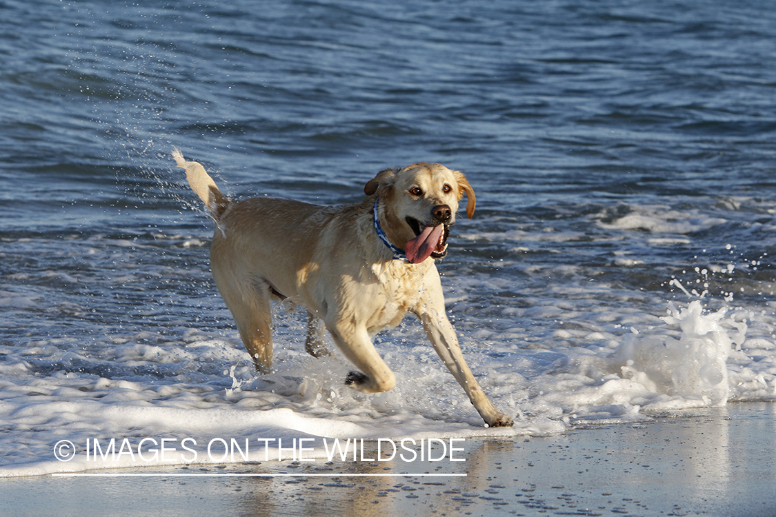 Yellow lab playing in the ocean.