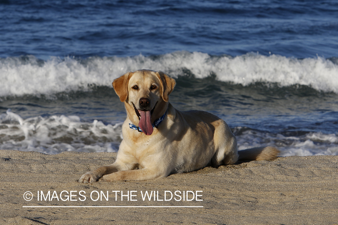 Yellow lab in front of ocean.