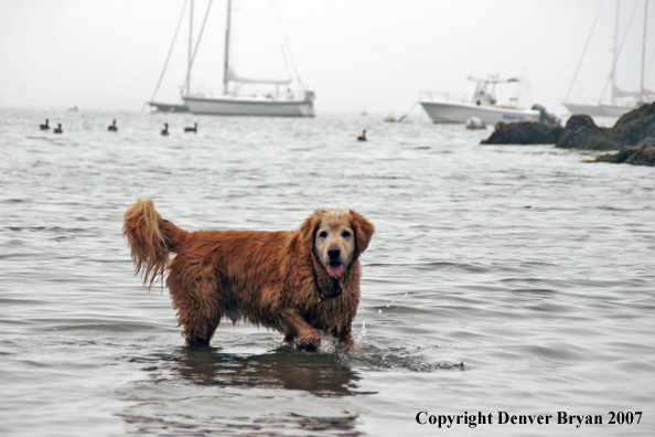 Golden Retriever