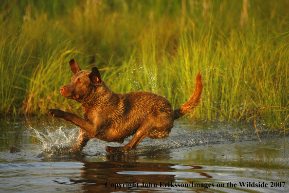 Chesapeake Bay Retriever in field