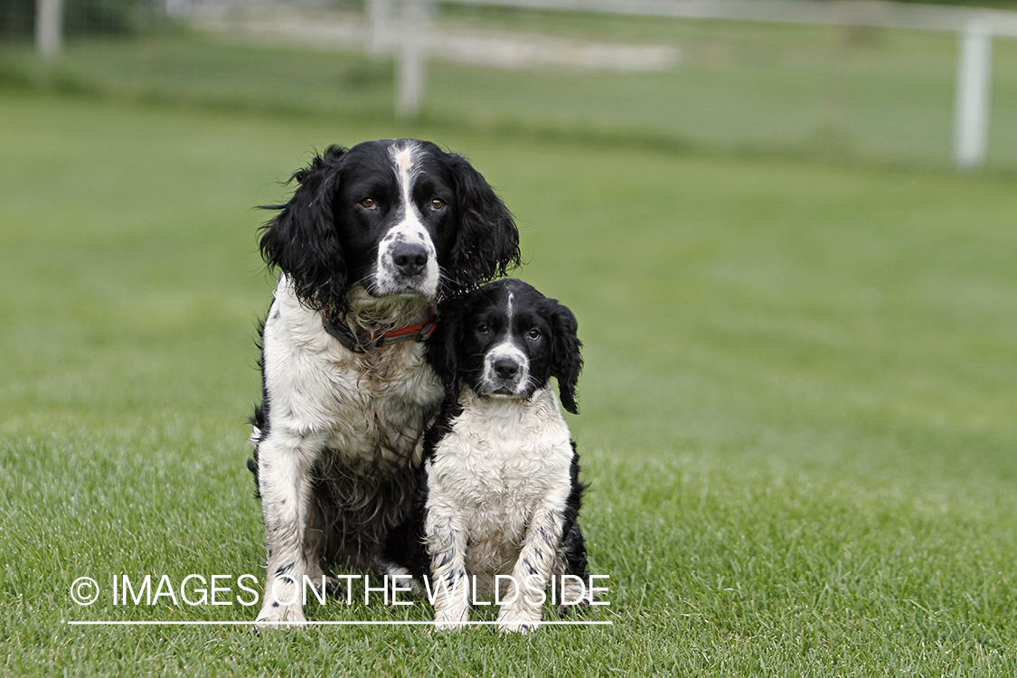 English Springer Spaniel with puppy.