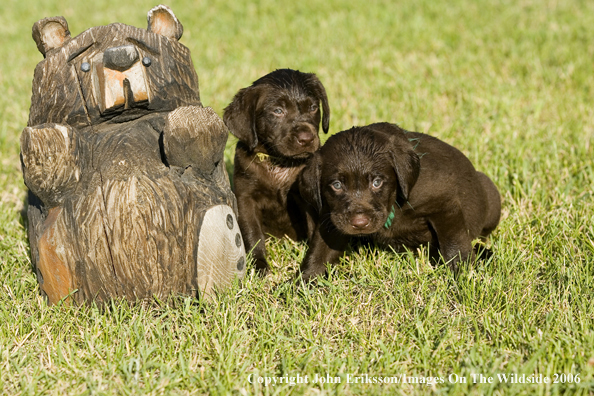 Chocolate Labrador Retriever puppies.