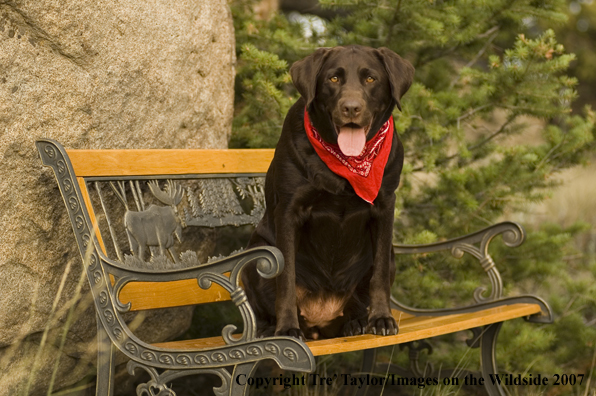 Chocolate labrador lounging.