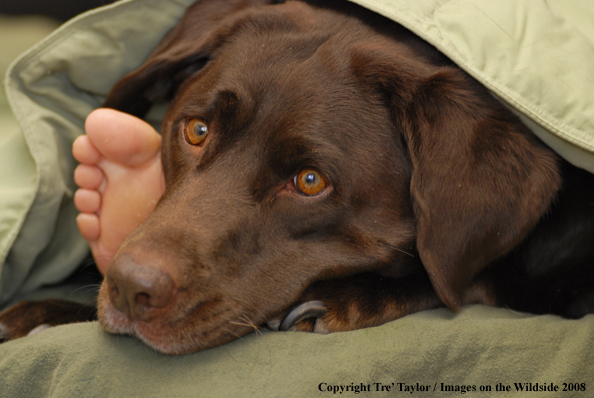 Chocolate Labrador Retriever 