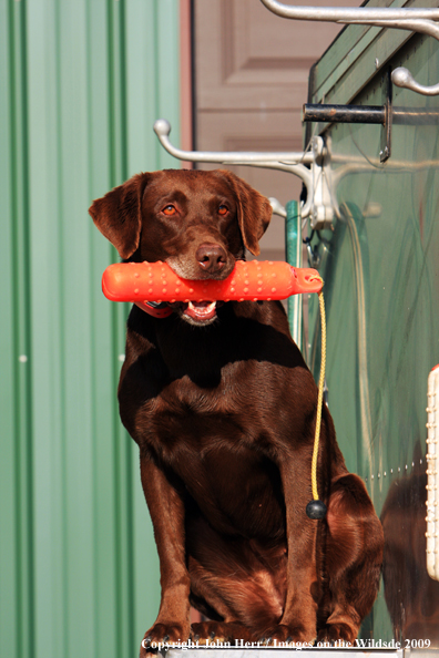 Chocolate Labrador Retriever in field