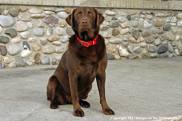 Chocolate Labrador Retriever.