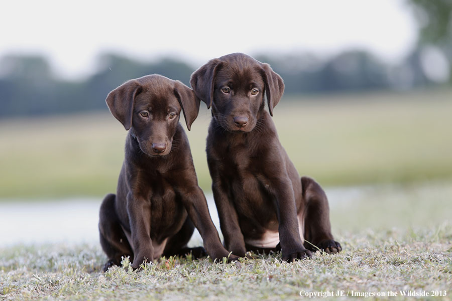 Chocolate Labrador Retriever puppies