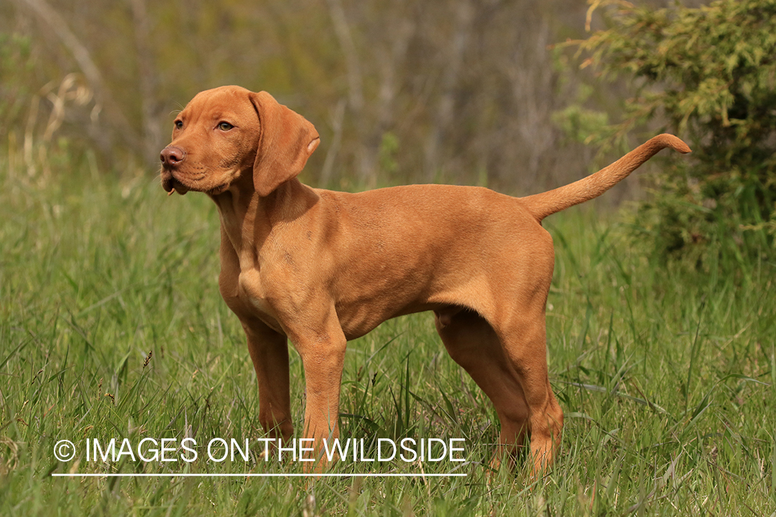 Vizsla in field.