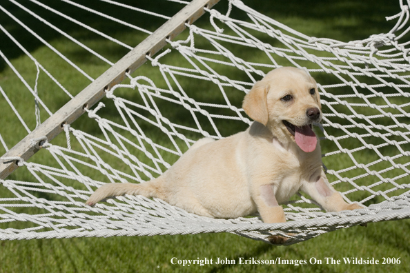 Yellow Labrador Retriever puppy.