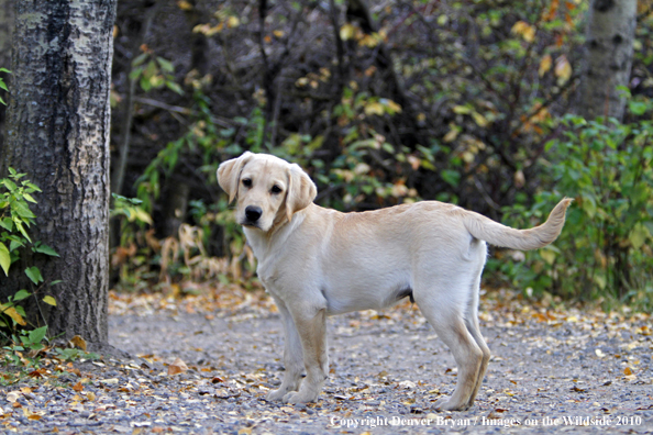 Yellow Labrador Retriever Puppy