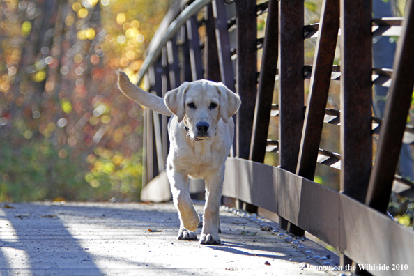 Yellow Labrador Retriever puppy