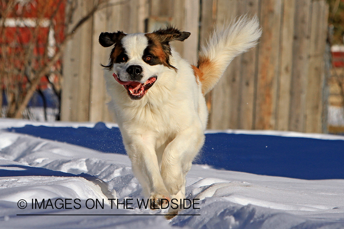 St. Bernard running in field.