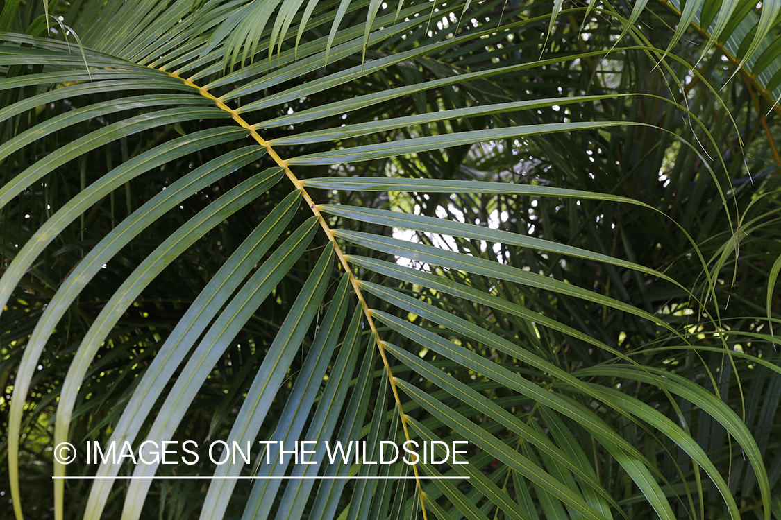 Jungle vegetation close-up.