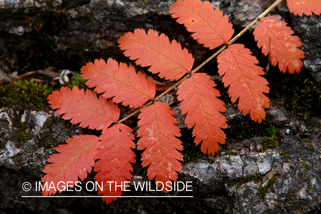 Mountain-ash leaf in autumn.