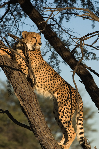 Cheetah in a tree.  Africa.