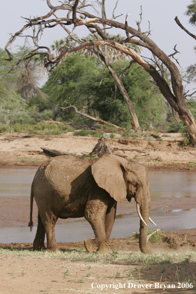 African Elephants