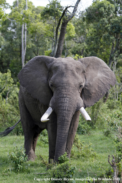 African Bull Elephant 