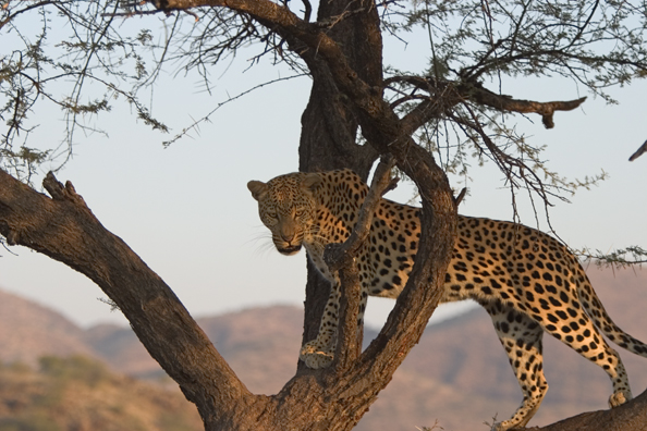 Leopard in tree. Africa