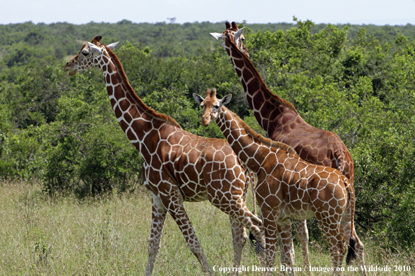 Reticulated Giraffe 